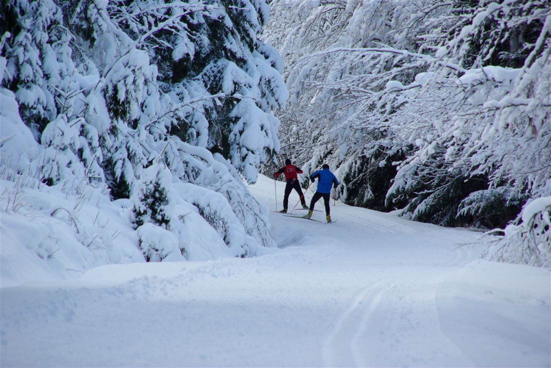 Balade nordique en forêt